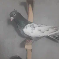 سینه سیاه نوک سفید سینه آبی سینه سرور|پرنده|شیراز, زرهی|دیوار