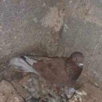 یه جفت کفترسرخ رودان