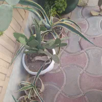 کاکتوس|گل و گیاه طبیعی|شاهرود, |دیوار
