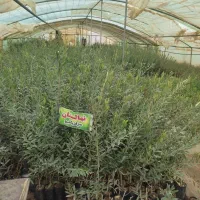 نهالستان بزرگ ساوه و گازران|خدمات باغبانی و درختکاری|ساوه, |دیوار