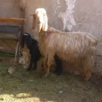 یک عدد بز کهره دار کهره ماده پاشه دوماه نیم‌اوسی