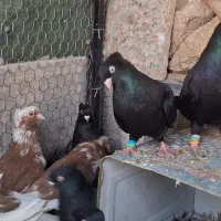 زاغ ابادانی اصیل|پرنده|مبارکه, |دیوار