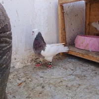 دوعددطوقی نر