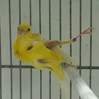 قناری نژاددار|پرنده|بهار, |دیوار