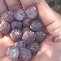 کونل  یا همون  خرما  کوهی شهرستان سرباز موجود