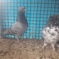 باسلام ب همه عشق بازها|پرنده|خمینی‌شهر, |دیوار