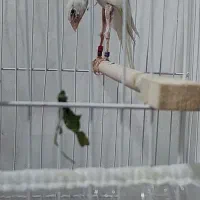 قناری|پرنده|مشهد, چهنو|دیوار