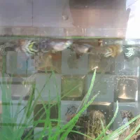 اکواریوم با تمام لوازم و ماهی|ماهی|آبیک, |دیوار