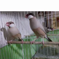 فنچ شکلاتی|پرنده|شیراز, حافظیه|دیوار