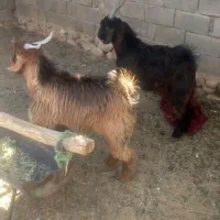 توافقی|حیوانات مزرعه|زرقان, |دیوار