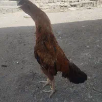 خروس ومرغ|حیوانات مزرعه|شاهین دژ, |دیوار