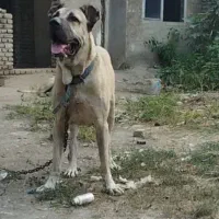 واگذاری سرابی ۳ساله