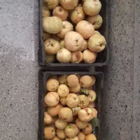 میوه به|خوردنی و آشامیدنی|قم, آزادگان|دیوار