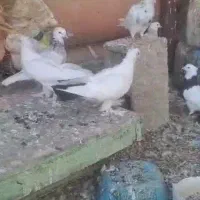 کبوتر دم سیا|پرنده|لنده, |دیوار