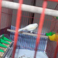 قناری ماده سالم و سرحال معاوضه با نر|پرنده|کوچصفهان, |دیوار