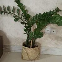 گل فیکوس ابلق سبز زاموفیلیا