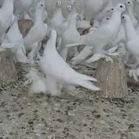 کبوتر اوجاپاچا . پارپارلی . لوتی قرمز گوز|پرنده|سهند, |دیوار