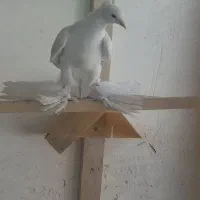 کبوتر یاهو