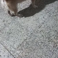 سک پاکوتاه