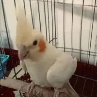 عروس هلندی رو جوجه