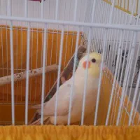 عروس هلندی کاملا دستی و باهوش با قفس و تجهیزات