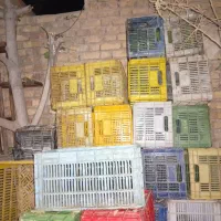 سبد گوجه رنگی|عمده‌فروشی|مرودشت, کوشک|دیوار