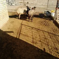 میش جوان|حیوانات مزرعه|بزینه رود, |دیوار