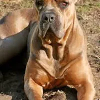 کنکورسو مشکی و شامپاینی و دوبرمن مشکی و بلوطی|سگ|تهران, استاد معین|دیوار