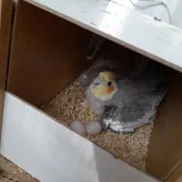 جوجه عروس هلندی|پرنده|شاندیز, |دیوار