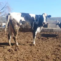 گاو شیری و آبستن