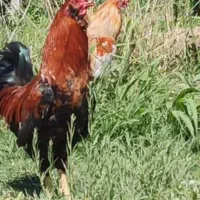 خروس گلین چهل تاج یکساله جوان