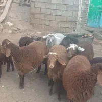 ۷راس بره دوبهر فروشی کیلویی