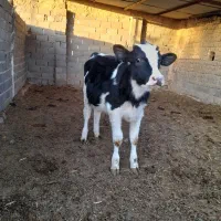 یگ عدد گوساله نر|حیوانات مزرعه|تربت جام, میان جام|دیوار