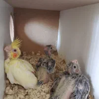 جوجه عروس هلندی سرلاکی