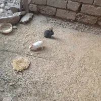 خرگوش|موش و خرگوش|زابل, |دیوار