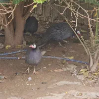 مرغ شاخدار(هندی)