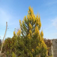 انواع گل و نهال|خدمات باغبانی و درختکاری|ماهدشت, |دیوار