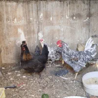 خروس و مرغ گلین