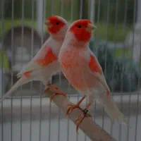 فروشنده خریدار انواع قناری عروس هلندی فنچ و..هستم