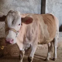 گاو