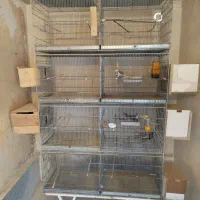 عروس هلندی و قفس هشت خان