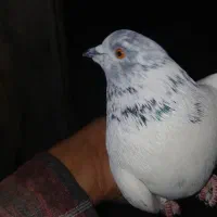 کبوتر کله دم آبی|پرنده|کوزران, |دیوار