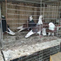 کبوتر گره زمینی هوایی پرش بالا بازدیدرمکان