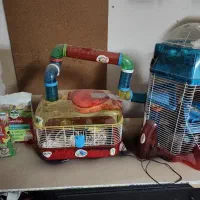 همستر کادویی با لوازم کامل و رنگبندی متنوع|موش و خرگوش|اصفهان, آهنگران|دیوار