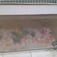 اکواریوم معاوضه با عروس هلندی|ماهی|گلبهار, شهر جدید گلبهار|دیوار