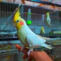 فروش انواع عروس هلندی عمده و تکی