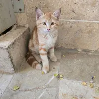 واگذاری خانگی