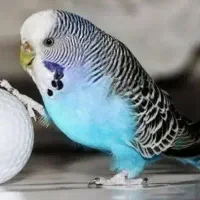 طوطی عروس ملنگو فنچ مرغ عشق قناری        می‌خوام