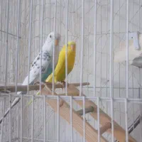 تعدادی پرنده