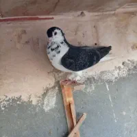 ساده سیاه